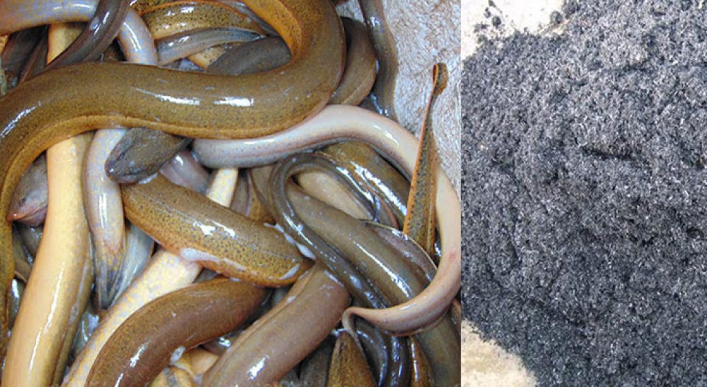 Chà lươn với tro bếp làm sạch là cách hay dùng ở vùng quê