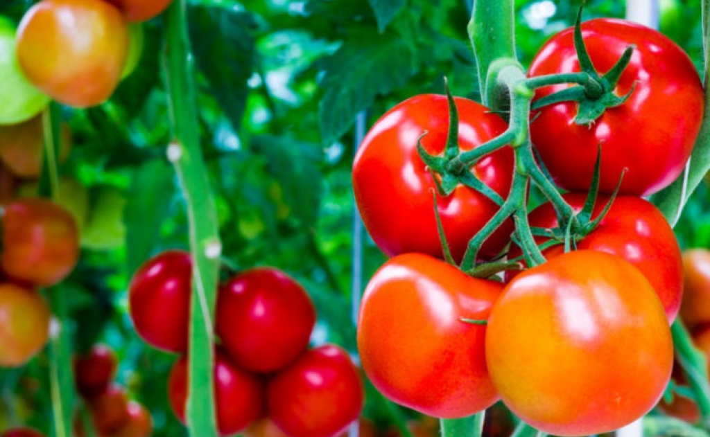 Cà chua cũng là một mỹ phẩm thiên nhiên giúp chữa mụn